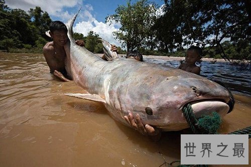 世界上最大的淡水鱼,居然是来自湄公河的它!