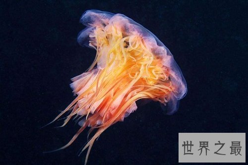 世界上最大的水母,绚丽多彩却剧毒无比!