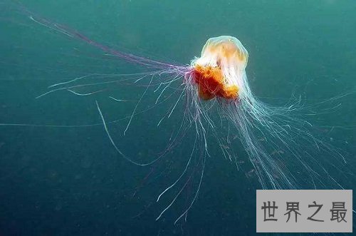 世界上最大的水母,绚丽多彩却剧毒无比!