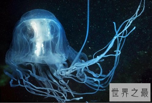 世界上最大的水母,绚丽多彩却剧毒无比!