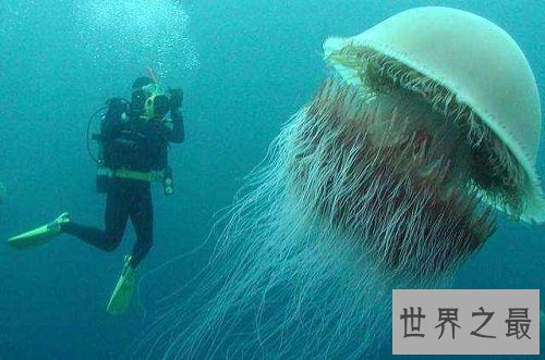 世界上最大的水母,绚丽多彩却剧毒无比!