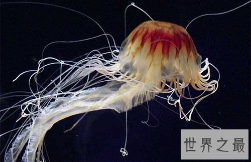 世界上最大的水母,绚丽多彩却剧毒无比!