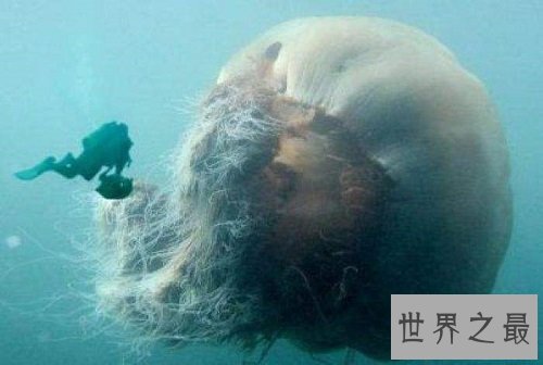 世界上最大的水母,绚丽多彩却剧毒无比!