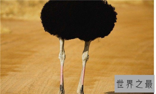 世界上最大的鸟,高达3米,却因是恐龙后代惨遭灭绝