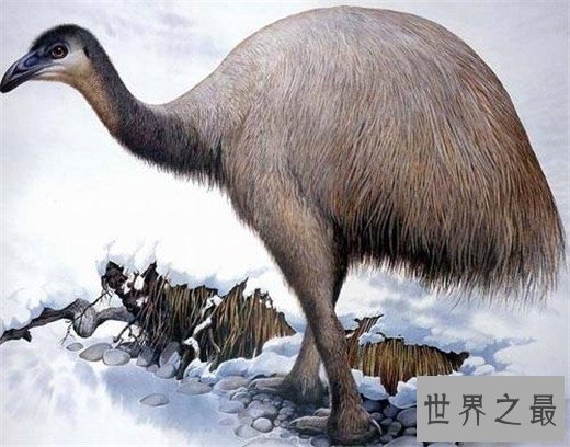 世界上最大的鸟,高达3米,却因是恐龙后代惨遭灭绝
