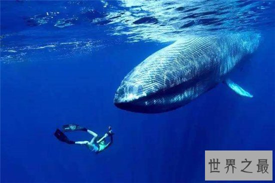 世界上最大的动物,蓝鲸可以长到两个篮球场那么大