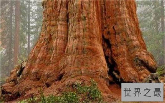 世界上最大的树,雪曼将军树单体体积1487立方米