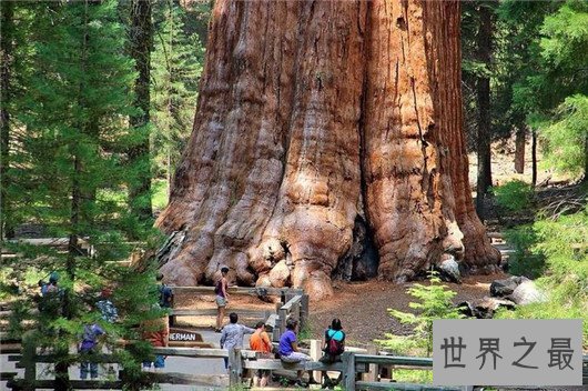 世界上最大的树,雪曼将军树单体体积1487立方米