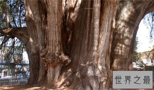 世界上最大的树,雪曼将军树单体体积1487立方米
