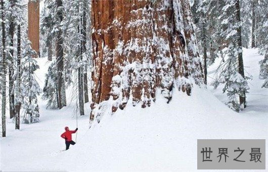 世界上最大的树,雪曼将军树单体体积1487立方米