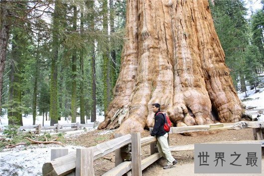世界上最大的树,雪曼将军树单体体积1487立方米