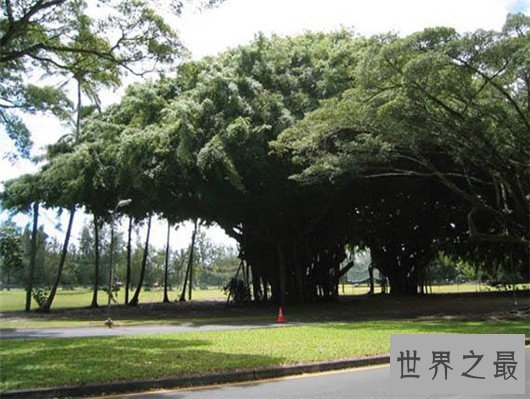 世界上最大的树,雪曼将军树单体体积1487立方米
