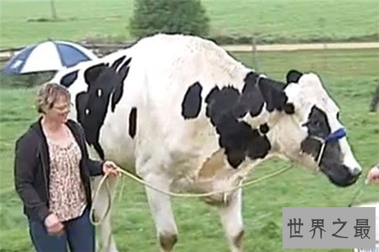 世界上最大的奶牛,个头要比普通牛大一倍