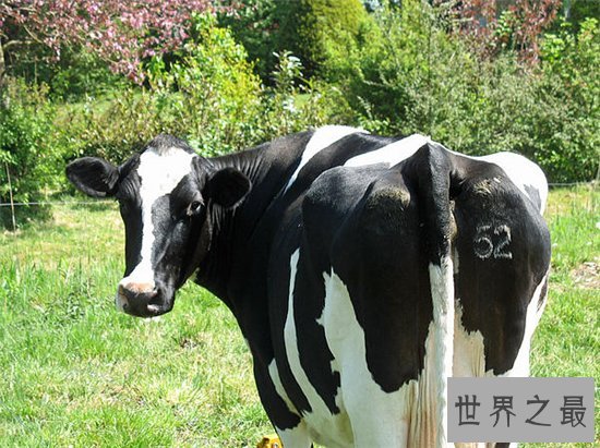 世界上最大的奶牛,个头要比普通牛大一倍