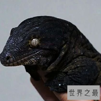 世界上最大的壁虎,它们更像是会变色的大蜥蜴。