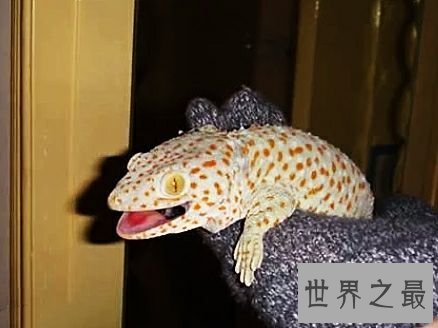 世界上最大的壁虎,它们更像是会变色的大蜥蜴。