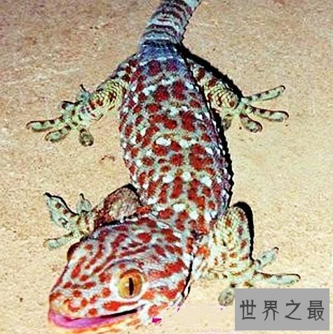世界上最大的壁虎,它们更像是会变色的大蜥蜴。