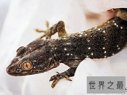 世界上最大的壁虎,它们更像是会变色的大蜥蜴。