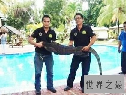 世界上最大的壁虎,它们更像是会变色的大蜥蜴。