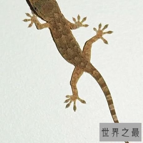 世界上最大的壁虎,它们更像是会变色的大蜥蜴。
