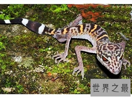 世界上最大的壁虎,它们更像是会变色的大蜥蜴。