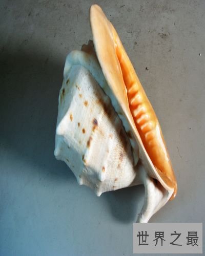 世界上最大的海螺,外壳直径长达30厘米