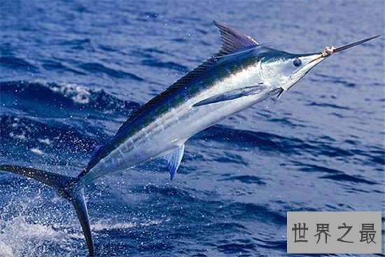 世界上最大的鱼Top10,8米的鲸鱼见过吗?