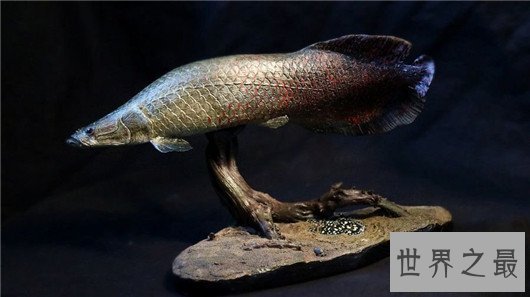 世界上最大的淡水鱼,体型超过三米长