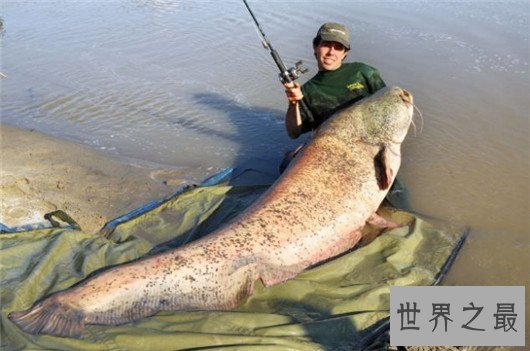 世界上最大的淡水鱼,体型超过三米长