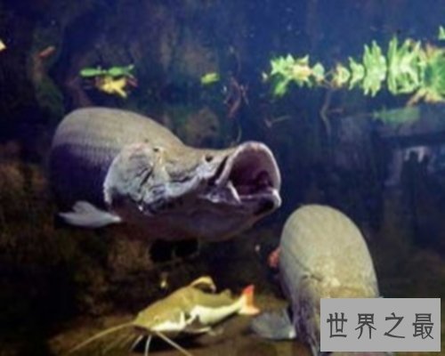 世界最大的鱼排行榜,世界最大的鱼你听说过几个?