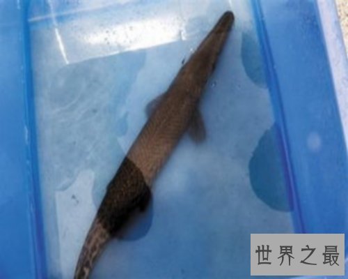 世界最大的鱼排行榜,世界最大的鱼你听说过几个?