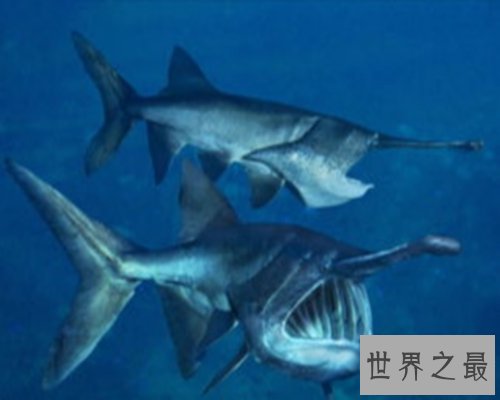 世界最大的鱼排行榜,世界最大的鱼你听说过几个?