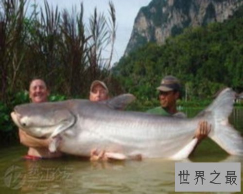 世界最大的鱼排行榜,世界最大的鱼你听说过几个?