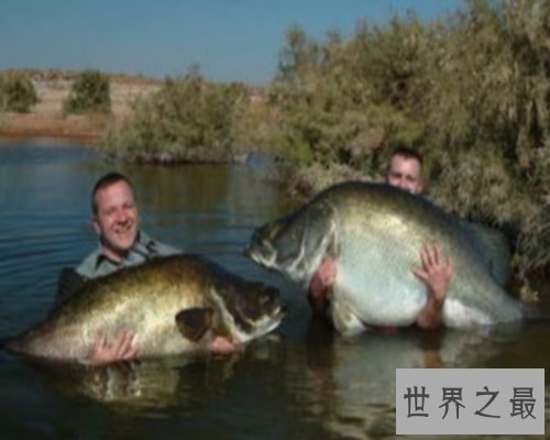 世界最大的鱼排行榜,世界最大的鱼你听说过几个?