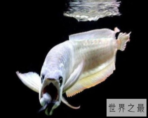 世界最大的鱼排行榜,世界最大的鱼你听说过几个?