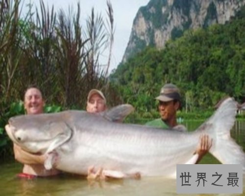 世界最大的鱼排行榜,世界最大的鱼你听说过几个?