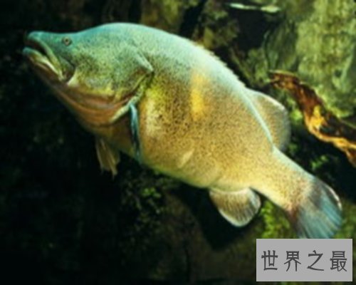 世界最大的鱼排行榜,世界最大的鱼你听说过几个?