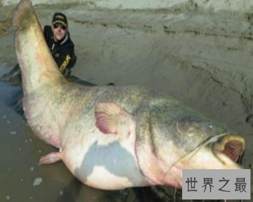 世界最大的鱼排行榜,世界最大的鱼你听说过几个?