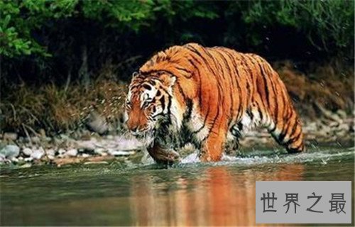 世界上最稀有10种动物,有些动物已经濒临灭绝