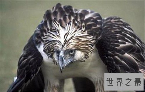 世界上最稀有10种动物,有些动物已经濒临灭绝