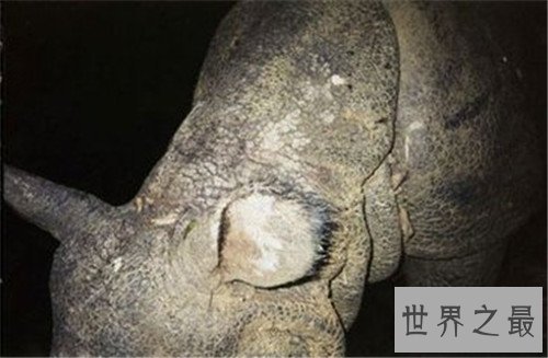 世界上最稀有10种动物,有些动物已经濒临灭绝