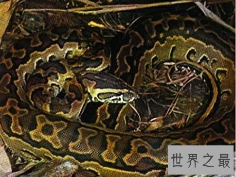 世界上最大的蛇排行,蛇吞大象不是说说而已。