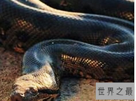 世界上最大的蛇排行,蛇吞大象不是说说而已。