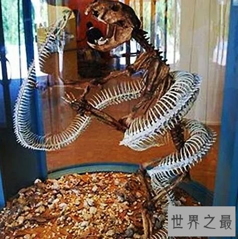 世界上最大的蛇排行,蛇吞大象不是说说而已。