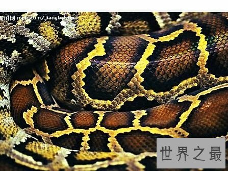 世界上最大的蛇排行,蛇吞大象不是说说而已。