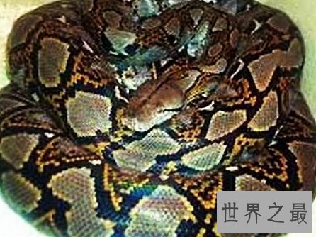 世界上最大的蛇排行,蛇吞大象不是说说而已。