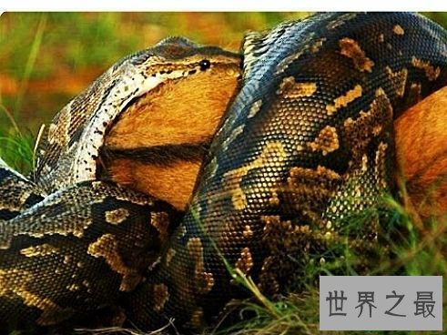 世界上最大的蛇排行,蛇吞大象不是说说而已。