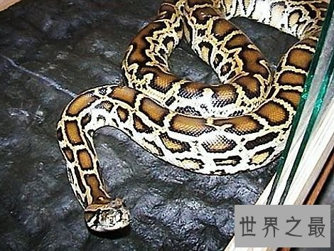 世界上最大的蛇排行,蛇吞大象不是说说而已。