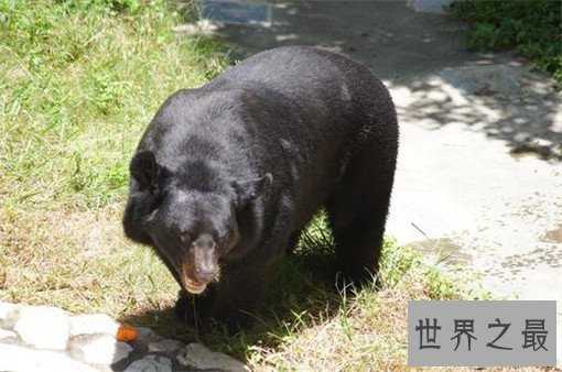 世界上最大的熊Top10,科迪亚克岛棕熊可达3米(体重达一吨)