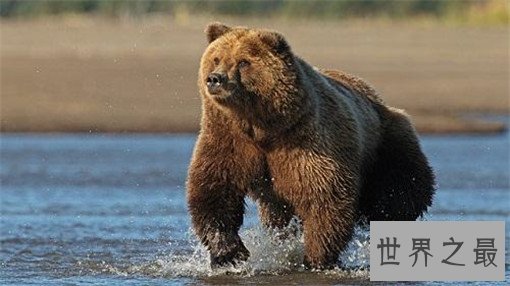 世界上最大的熊Top10,科迪亚克岛棕熊可达3米(体重达一吨)